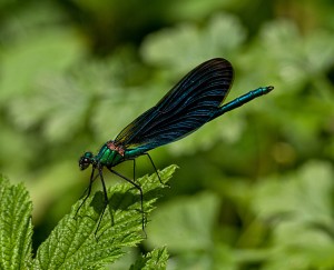 Male Agrion