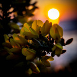 Gorse Bush at Sunset, Machynys Bay